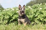 BOUVIER DES ARDENNES 014